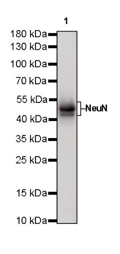 NeuN Recombinant Rabbit mAb (SDT-432-1)