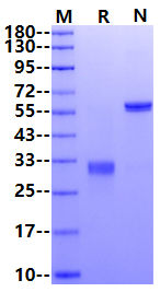 IgG2a Fc (Glu98-Lys330) Protein, Mouse