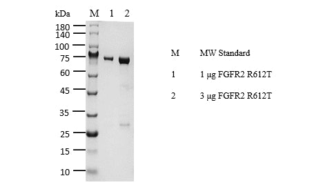 FGFR2[R612T] Protein