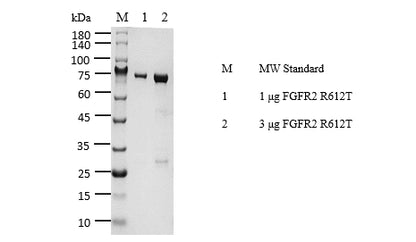 FGFR2[R612T] Protein