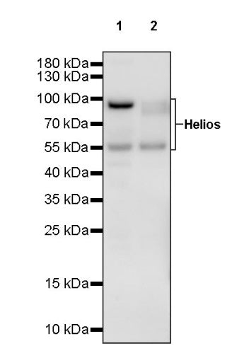 Helios Recombinant Rabbit mAb (S-1299-31)