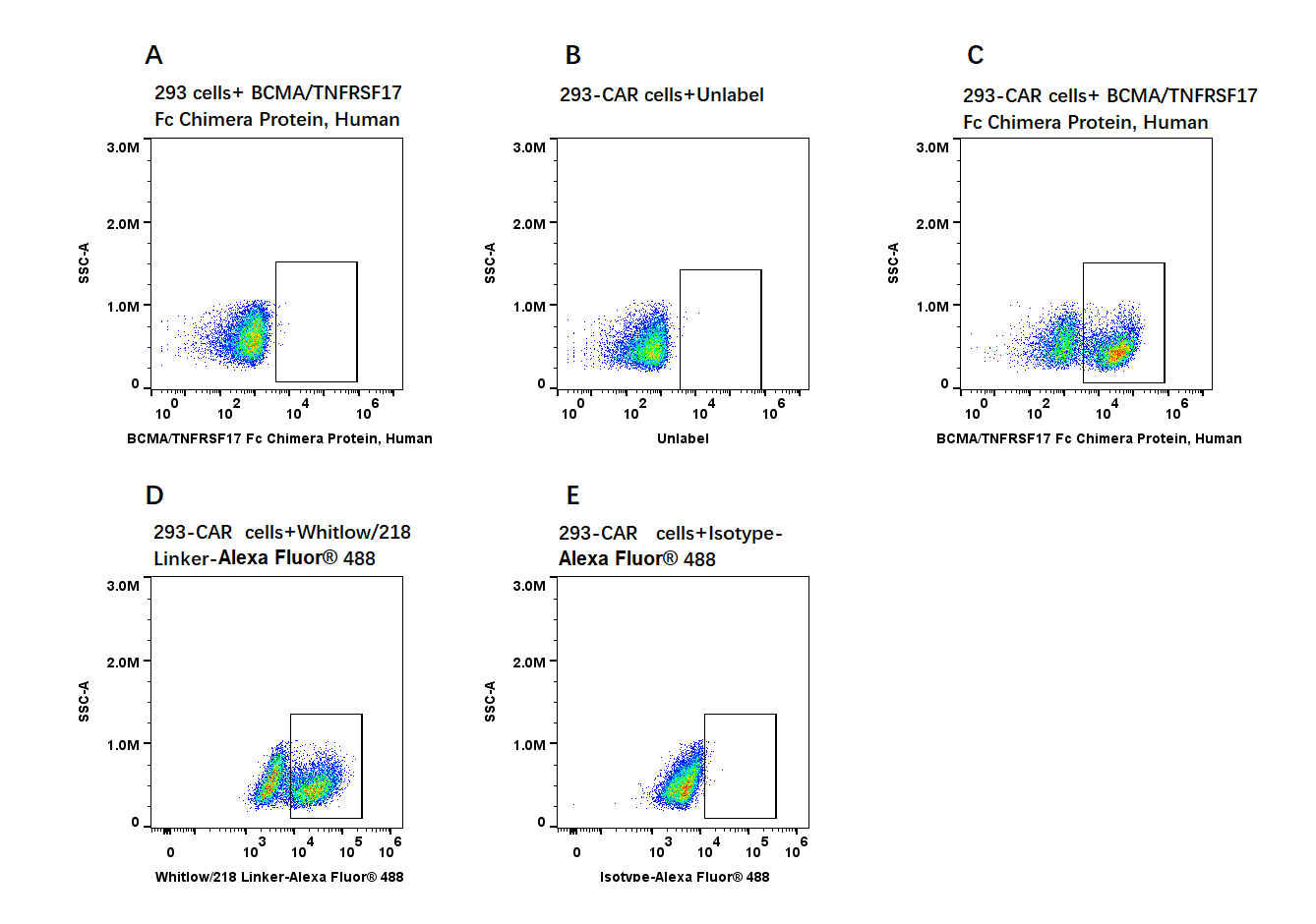 BCMA/TNFRSF17 Fc Chimera Protein, Human