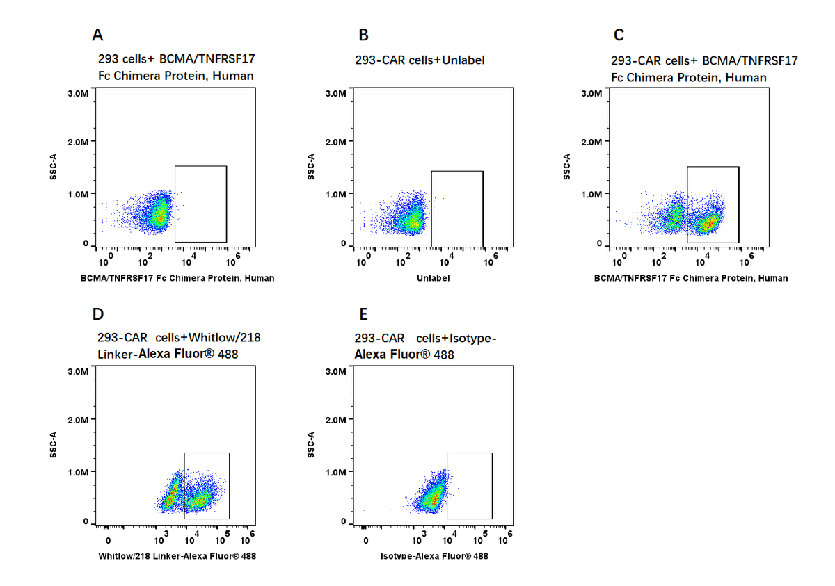 BCMA/TNFRSF17 Fc Chimera Protein, Human