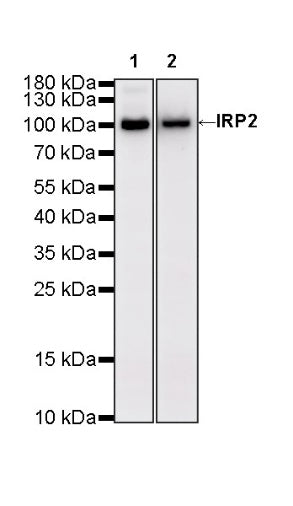 IRP2 Recombinant Rabbit mAb (S-4592-56)