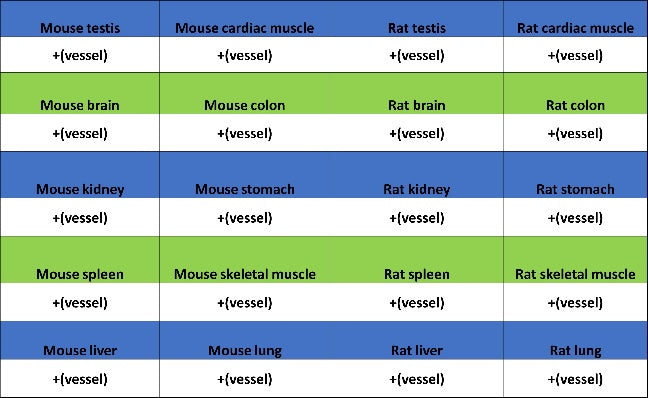 CD31 Recombinant Rabbit mAb (S-R568)