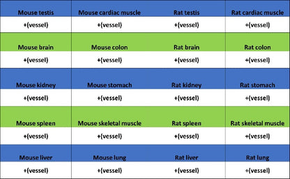 CD31 Recombinant Rabbit mAb (S-R568)