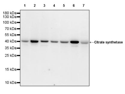 Citrate synthetase Recombinant Rabbit mAb (S-1708-56)