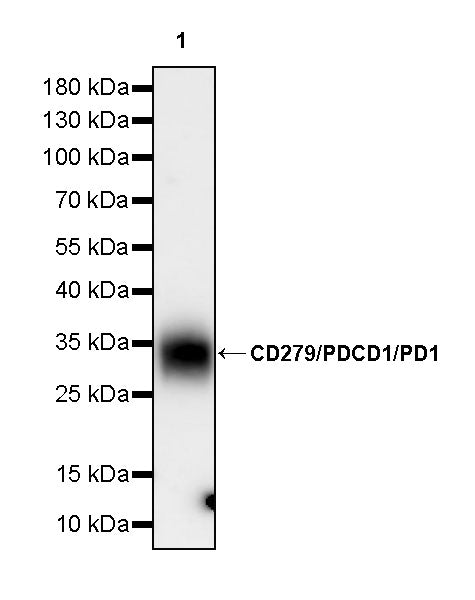Invivo anti-Human CD279/PDCD1/PD1 Recombinant mAb (D12)