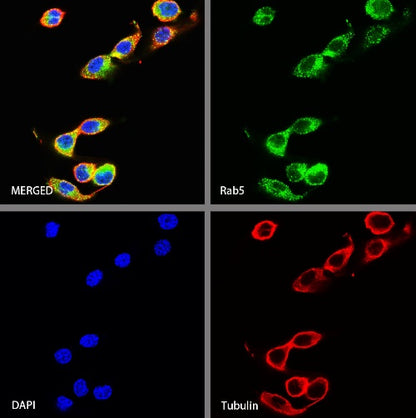 Rab5 Recombinant Rabbit mAb (S-1677-74)