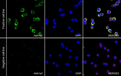ALDH1A2 Recombinant Rabbit mAb (S-3569-78)