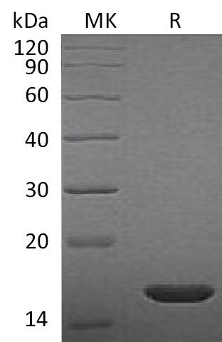 FGF-basic Protein, Rat