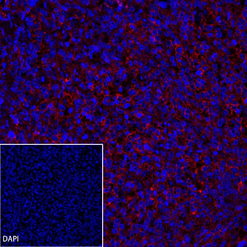 CD19 Recombinant Rabbit mAb (Alexa Fluor® 555 Conjugate) (SDT-164-41)
