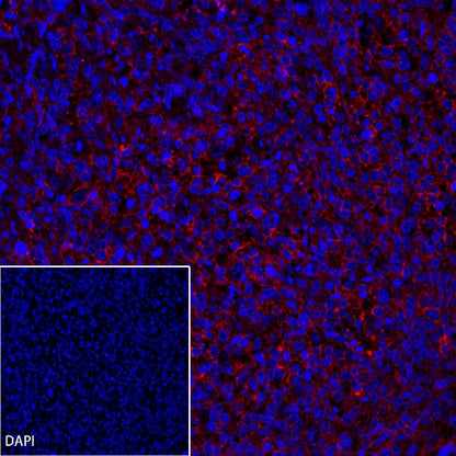 CD19 Recombinant Rabbit mAb (Alexa Fluor® 555 Conjugate) (SDT-164-41)