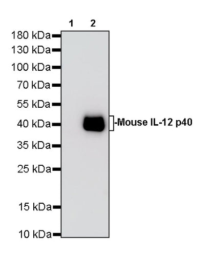 Invivo anti-Mouse IL-12 p40 Reconbinant mAb