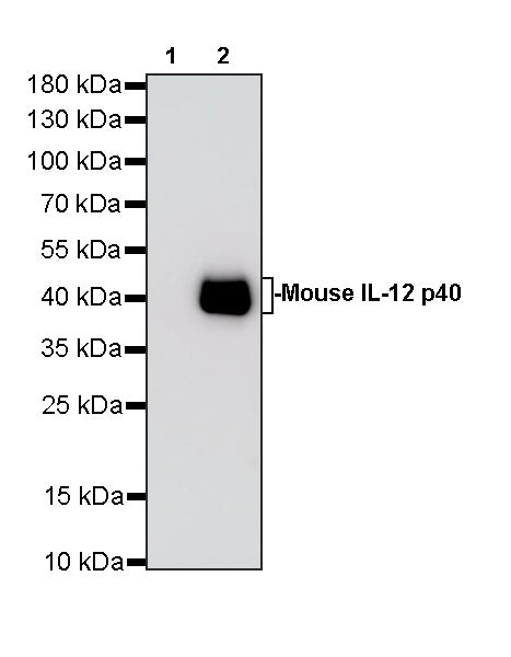 Invivo anti-Mouse IL-12 p40 Reconbinant mAb