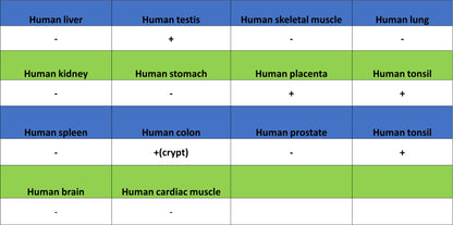Aurora A Recombinant Rabbit mAb (S-5355)