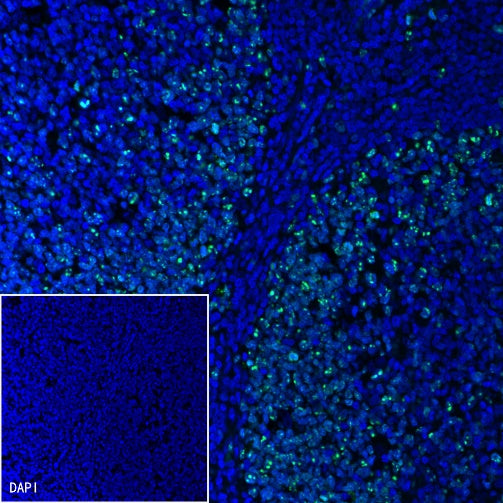 Ki67 Recombinant Rabbit mAb (Alexa Fluor® 488 Conjugate) (SDT-R459)