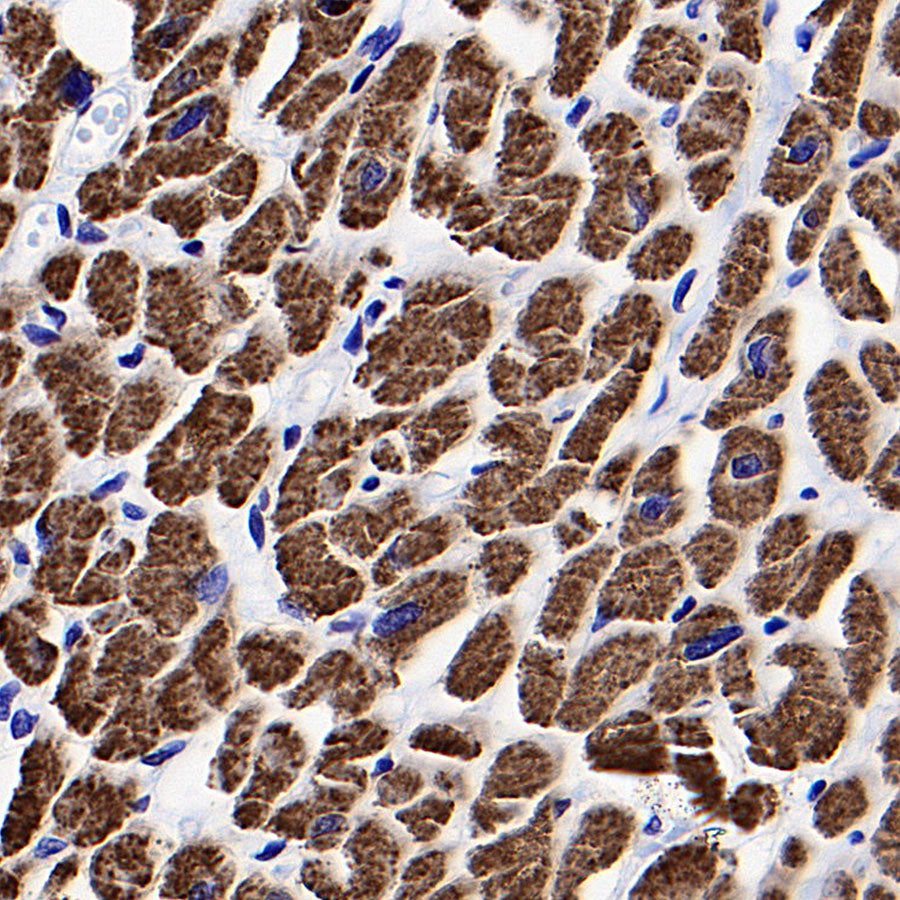 COXIV Recombinant Rabbit mAb (S-5358)