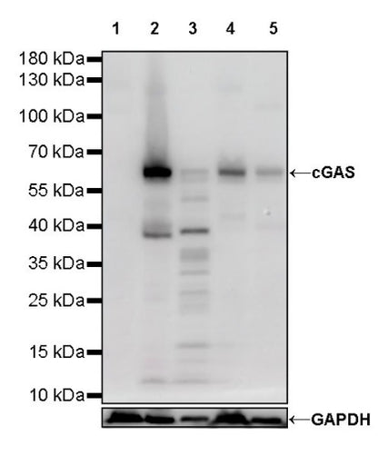 cGAS Recombinant Rabbit mAb (S-708-15)