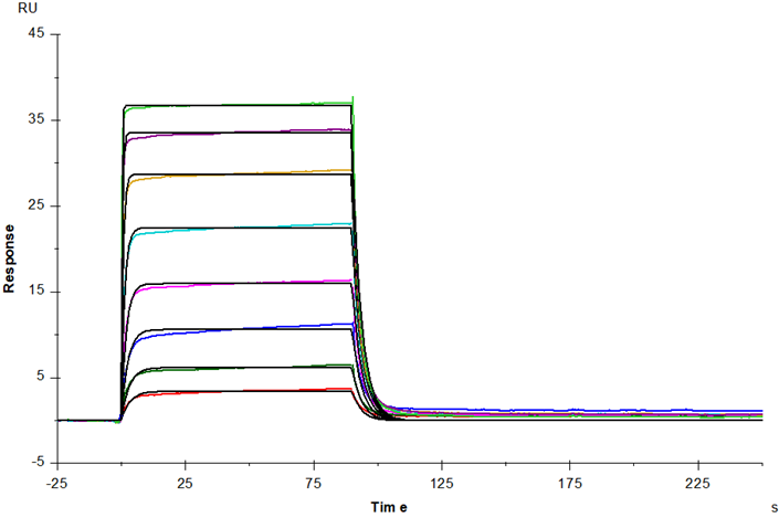 IL-3 Protein, Mouse