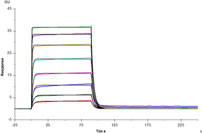 IL-3 Protein, Mouse