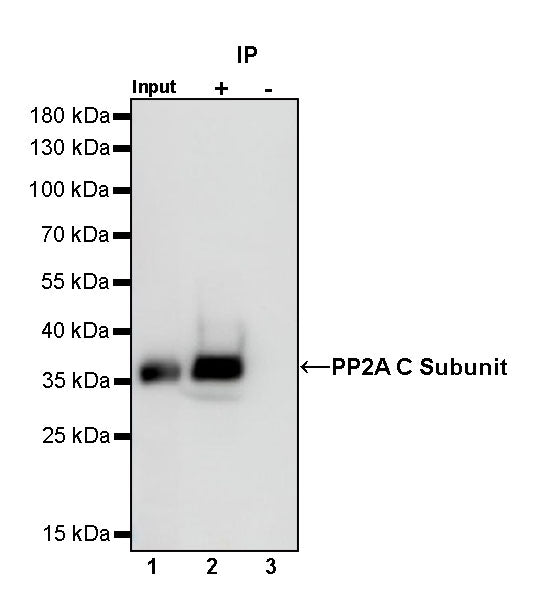 PP2A C Subunit Rabbit polyclonal antibody
