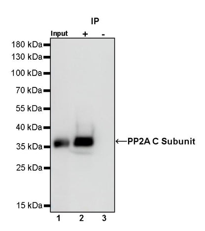 PP2A C Subunit Rabbit polyclonal antibody