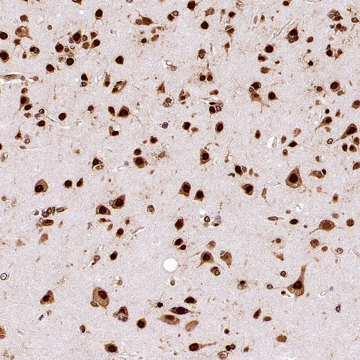 HuR/ELAVL1 Recombinant Rabbit mAb (S-2357-20)