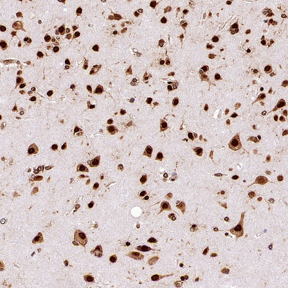 HuR/ELAVL1 Recombinant Rabbit mAb (S-2357-20)