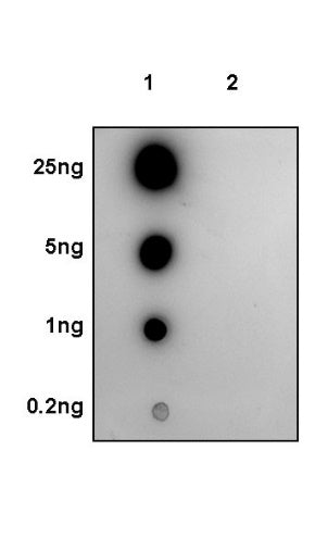 Phospho-Histone H3 (Ser28) Recombinant Rabbit mAb (S-1025-45)