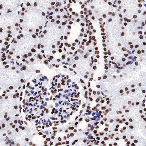 Histone H3 (acetyl K27) Rabbit pAb