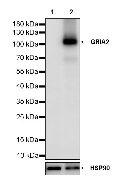 GRIA2 Recombinant Rabbit mAb (S-3446-123)