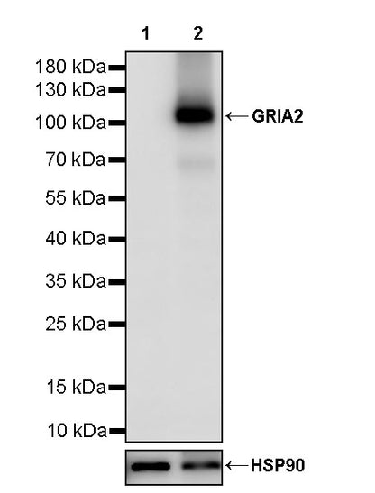 GRIA2 Recombinant Rabbit mAb (S-3446-123)