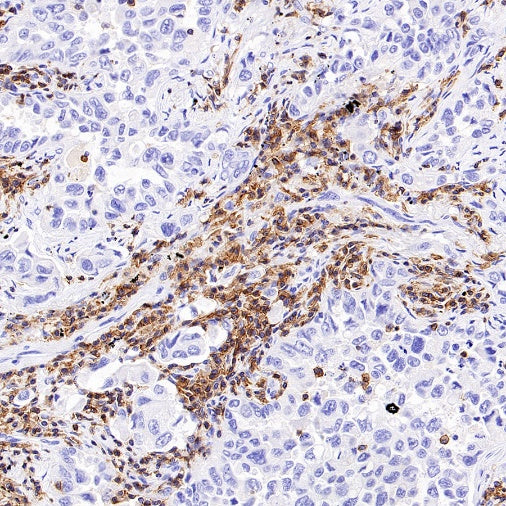 CD352/SLAM6 Recombinant Rabbit mAb (SDT-2472-77)