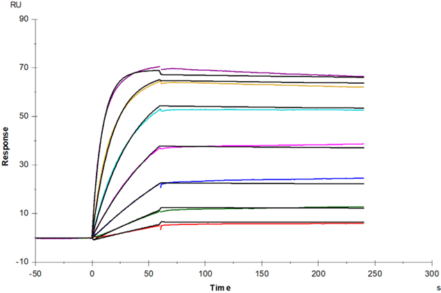 TNFR-1/CD120a Protein, Human