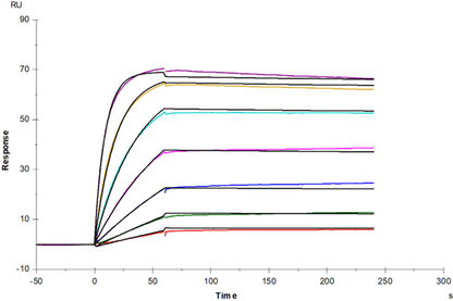 TNFR-1/CD120a Protein, Human