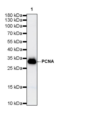 PCNA Recombinant Mouse mAb (S-5477)
