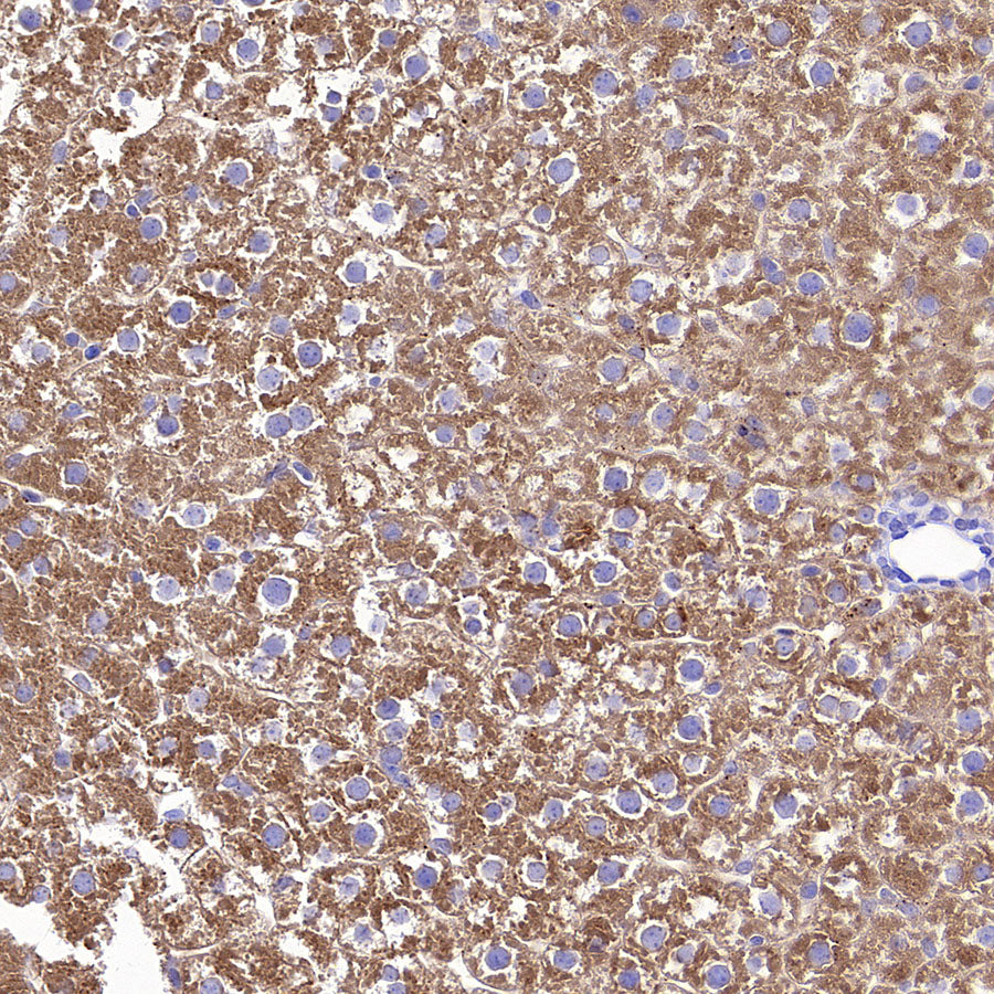C3 Recombinant Rabbit mAb (S-5146)