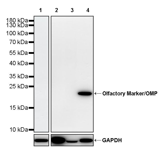 Olfactory Marker/OMP Recombinant Rabbit mAb (S-3513-32)