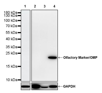 Olfactory Marker/OMP Recombinant Rabbit mAb (S-3513-32)