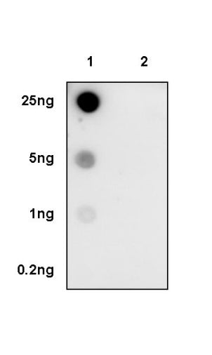 Phospho-MLKL (Ser345) Recombinant Rabbit mAb (S-2439-64)