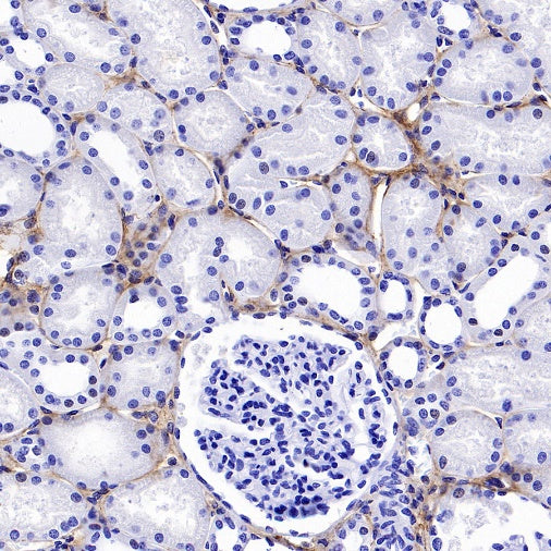 Collagen I Recombinant Rabbit mAb (S-1473-5)