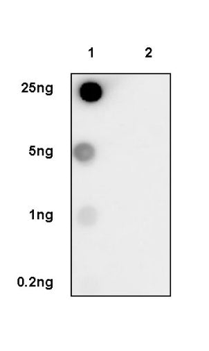 Histone H3 (acetyl K23) Recombinant Rabbit mAb (S-3321-202)