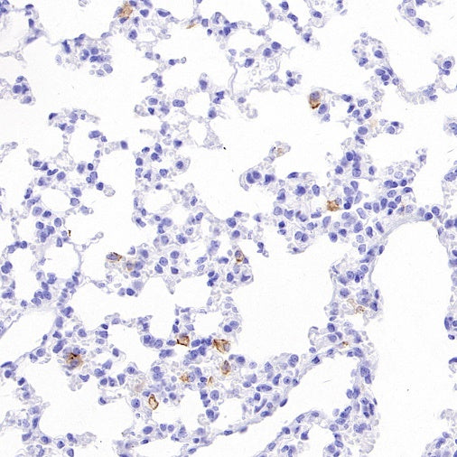 Sialoadhesin/CD169 Recombinant Rabbit mAb (SDT-3228-8)