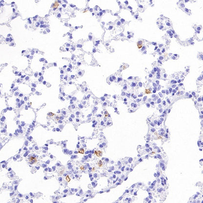 Sialoadhesin/CD169 Recombinant Rabbit mAb (SDT-3228-8)