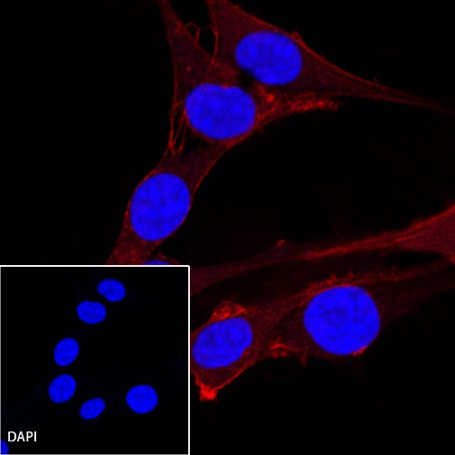 β-actin Recombinant Rabbit mAb (Alexa Fluor® 594 Conjugate) (S-R156)
