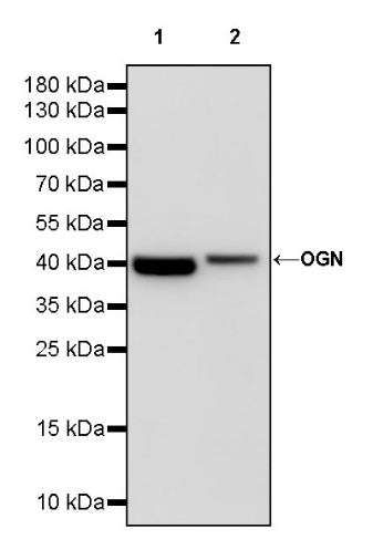 OGN Recombinant Rabbit mAb (S-245-327)