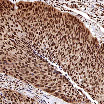 HuR/ELAVL1 Recombinant Rabbit mAb (S-2357-20)
