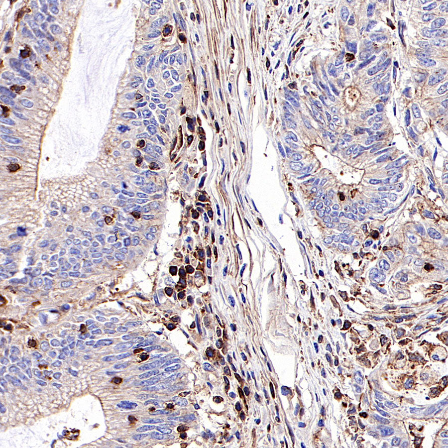 β-actin Recombinant Rabbit mAb (SDT-R156)