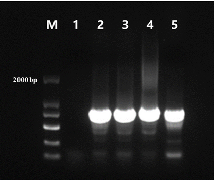 Pfu DNA Polymerase